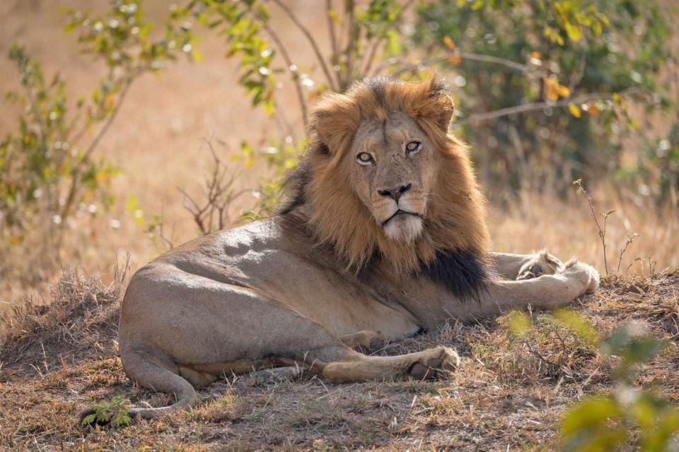 Image number 7 for Experience Maasai Mara: 3-Day Safari In 4x4 Jeep