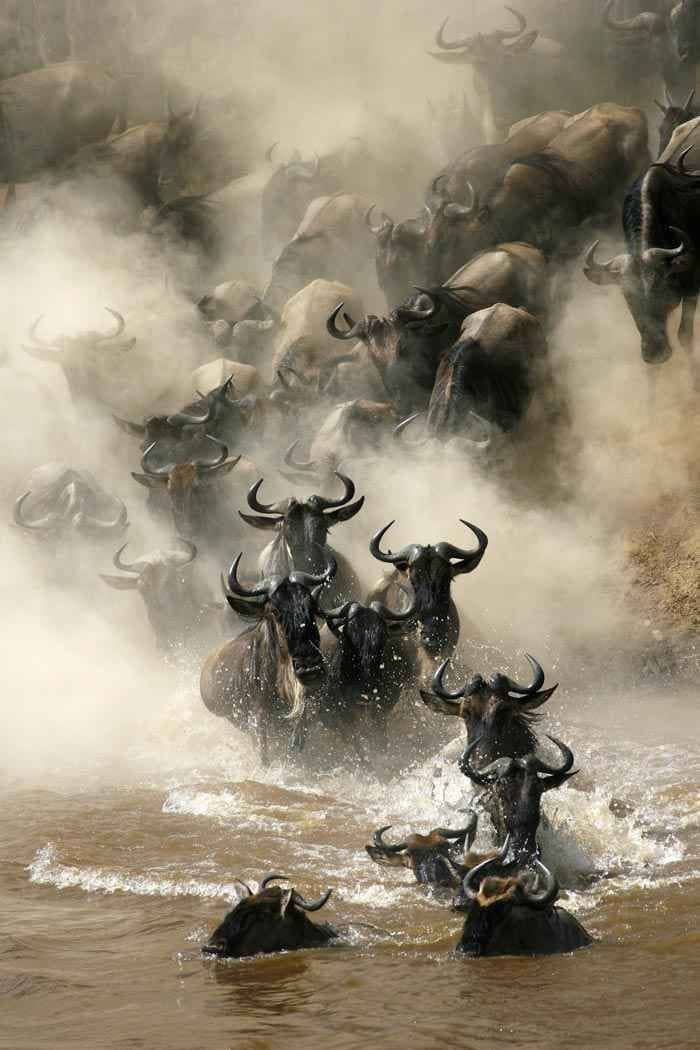 background image for - 3 Days All Inclusive Serengeti Migration Tour- Fly In Safari
