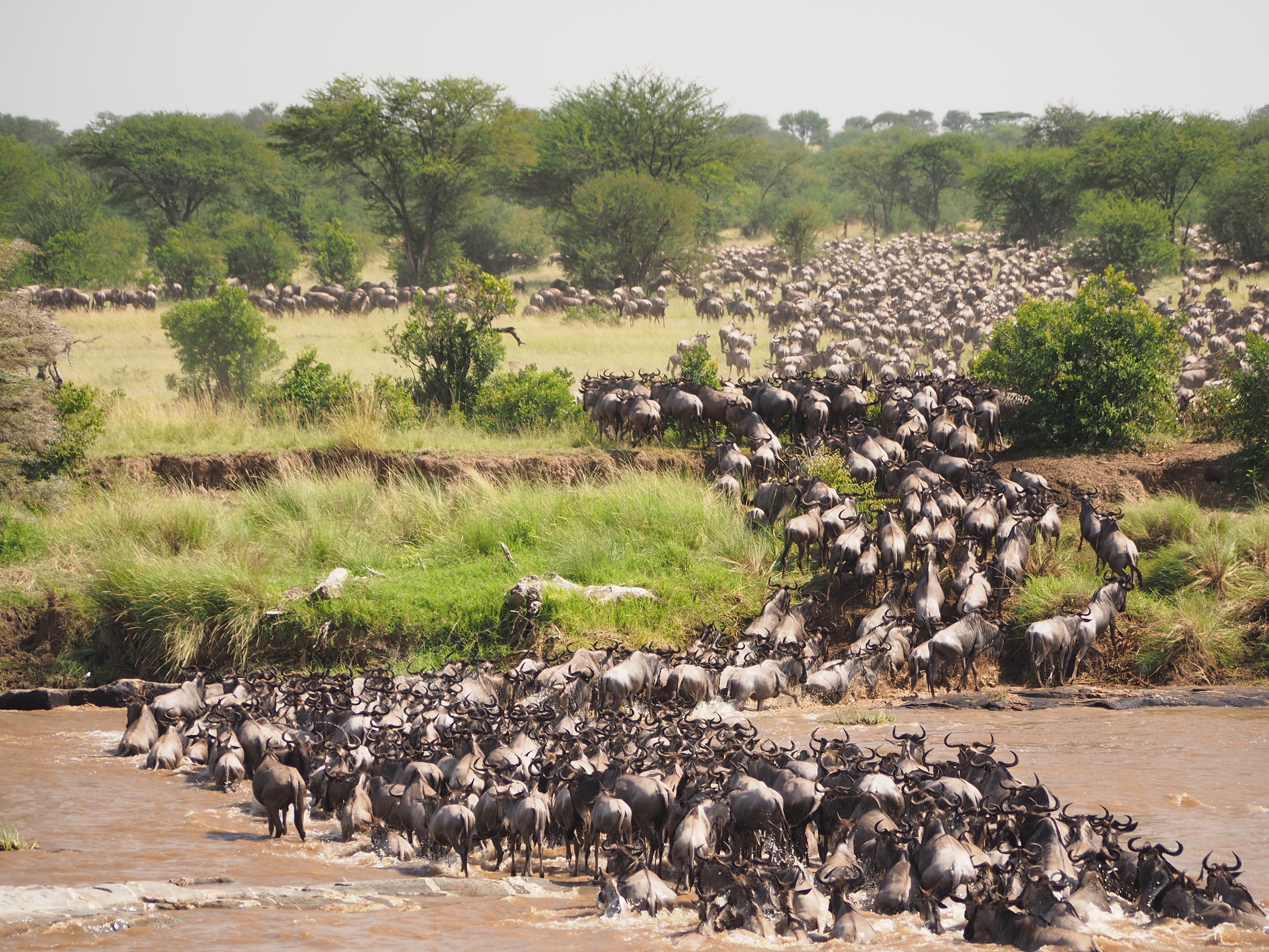 background image for - 9 Days Wildebeest Migration Safari 