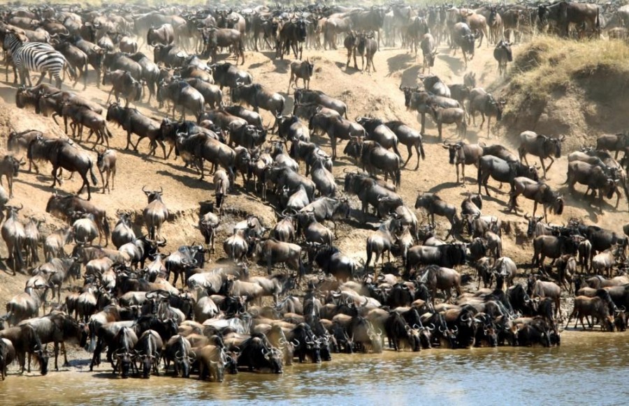 background image for - Great Migration And Ngorongoro Crater