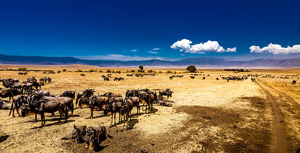 background image for - Best 6 Days Tanzania Safari