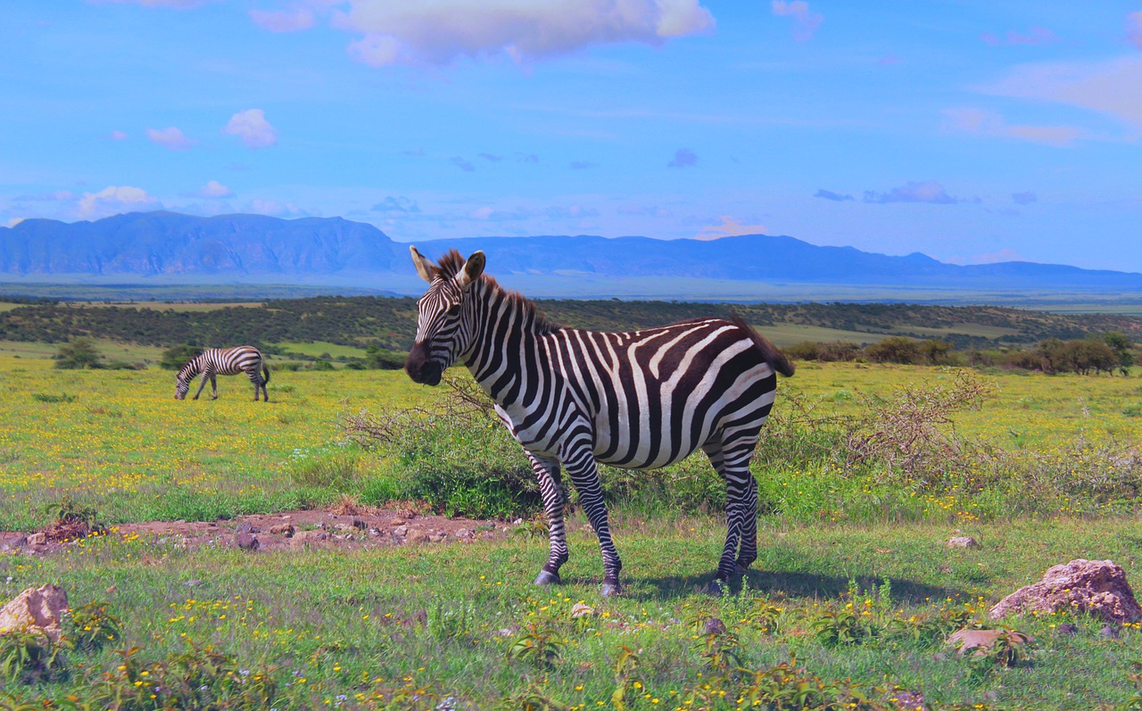 background image for - 2-Day Tanzania Short Safari