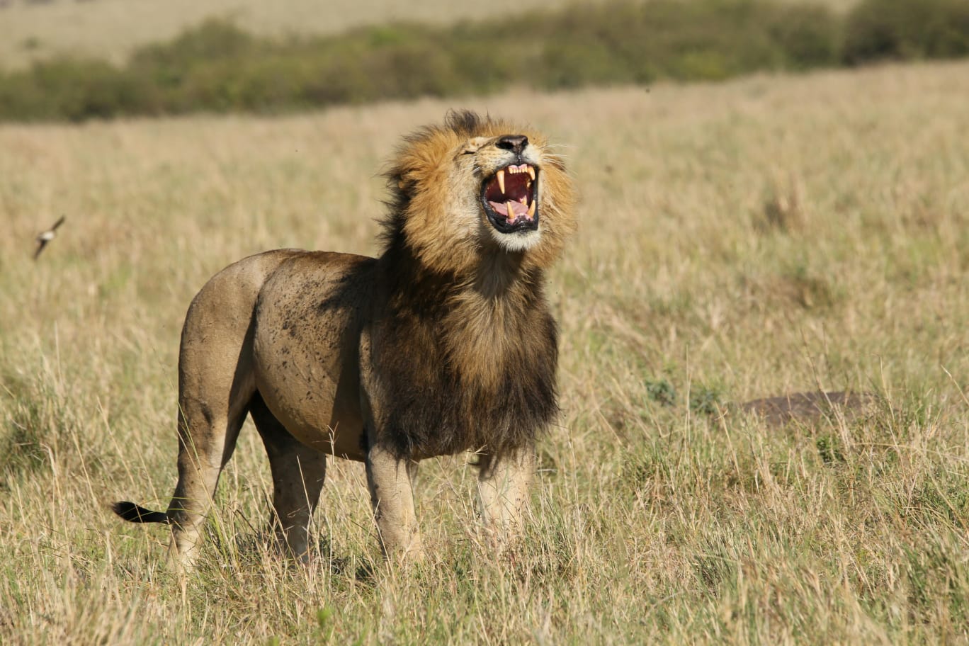 background image for - 7 Days / 6 Nights Epic Kenyan Wildlife Safari.
