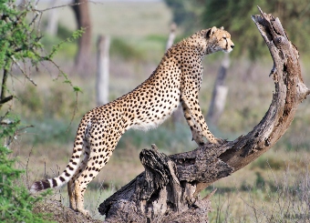 background image for - 1-Day Tanzania Safari To Ngorongoro Adventure