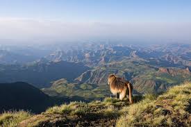 Image number 3 for Best Of Ethiopia Lalibela, Gonder, Simien, Bahir Dar & Danakil Tour