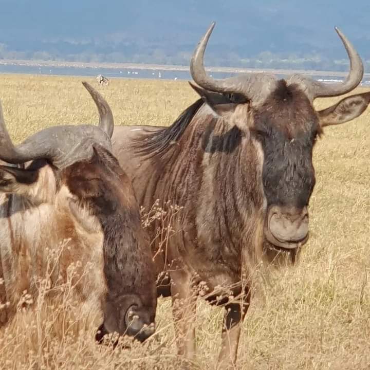 Image number 4 for Experience Maasai Mara: 3-Day Safari In 4x4 Jeep