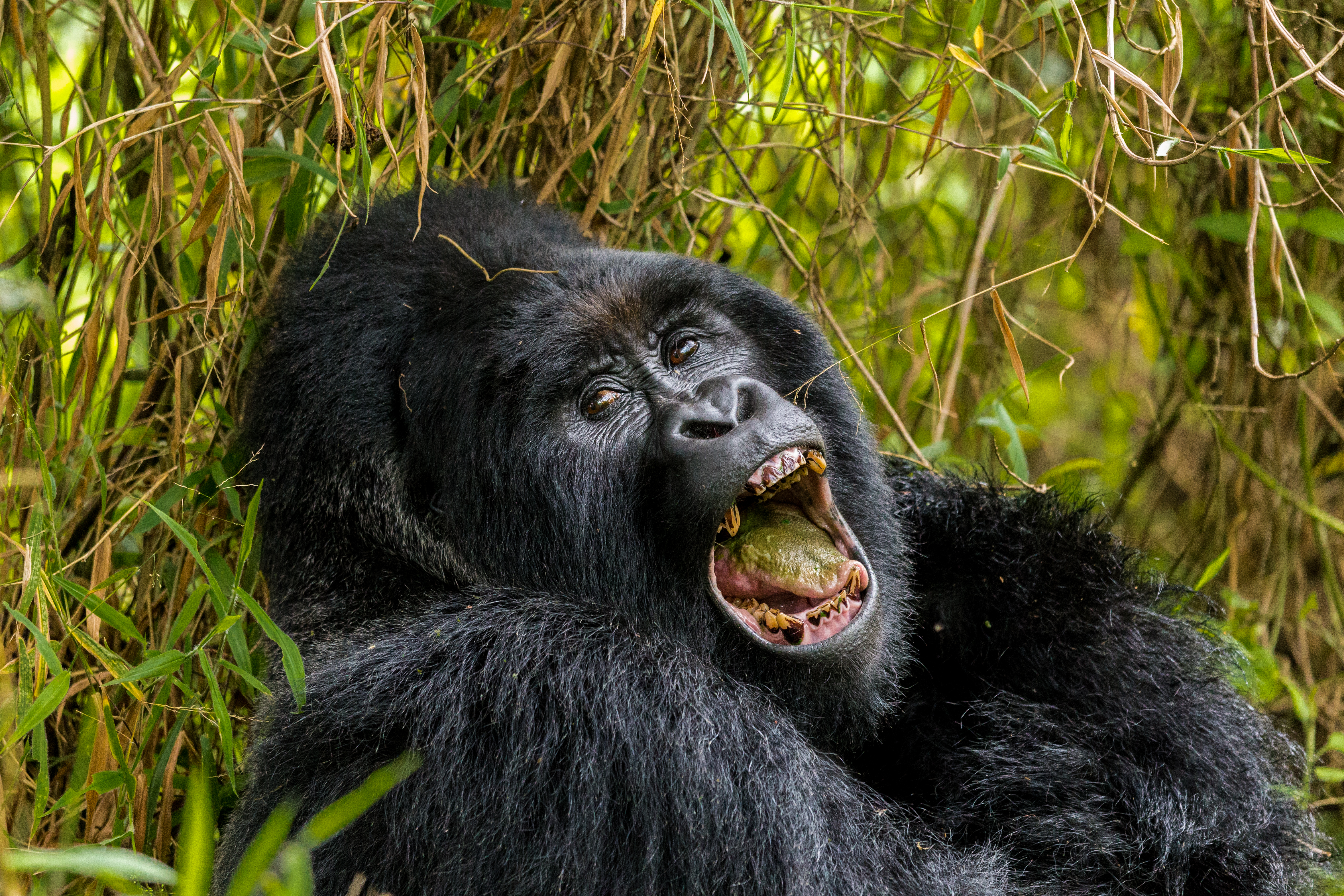 background image for - 8-Days Luxury Gorilla & Chimpanzee Safari Tour.