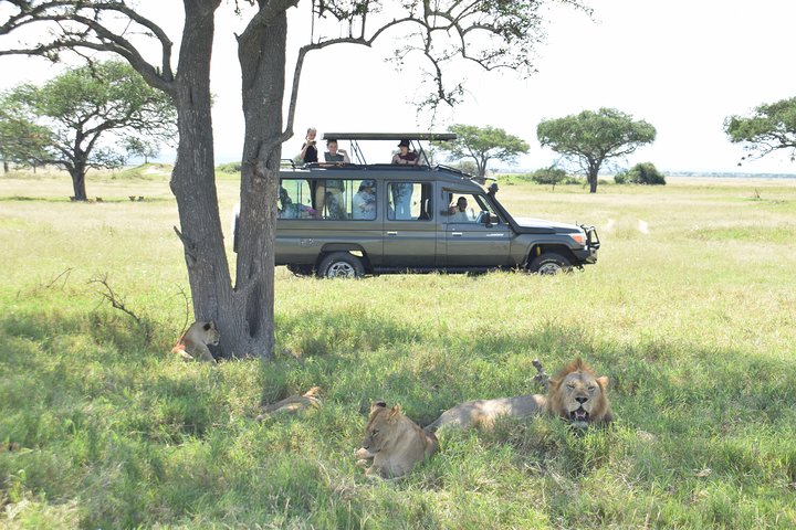 background image for - 1 Day Serengeti Safari From Mwanza