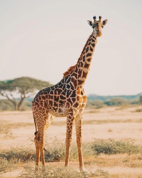 background image for -  Private Safari To Northern Tanzania