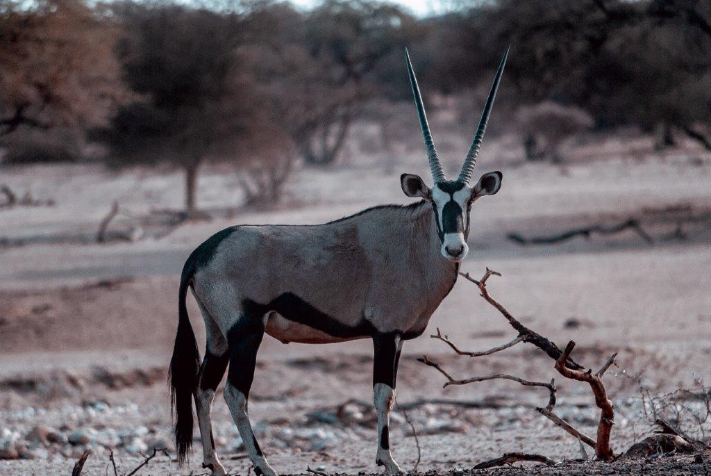 background image for - 1 Day Tanzania Sharing Safari