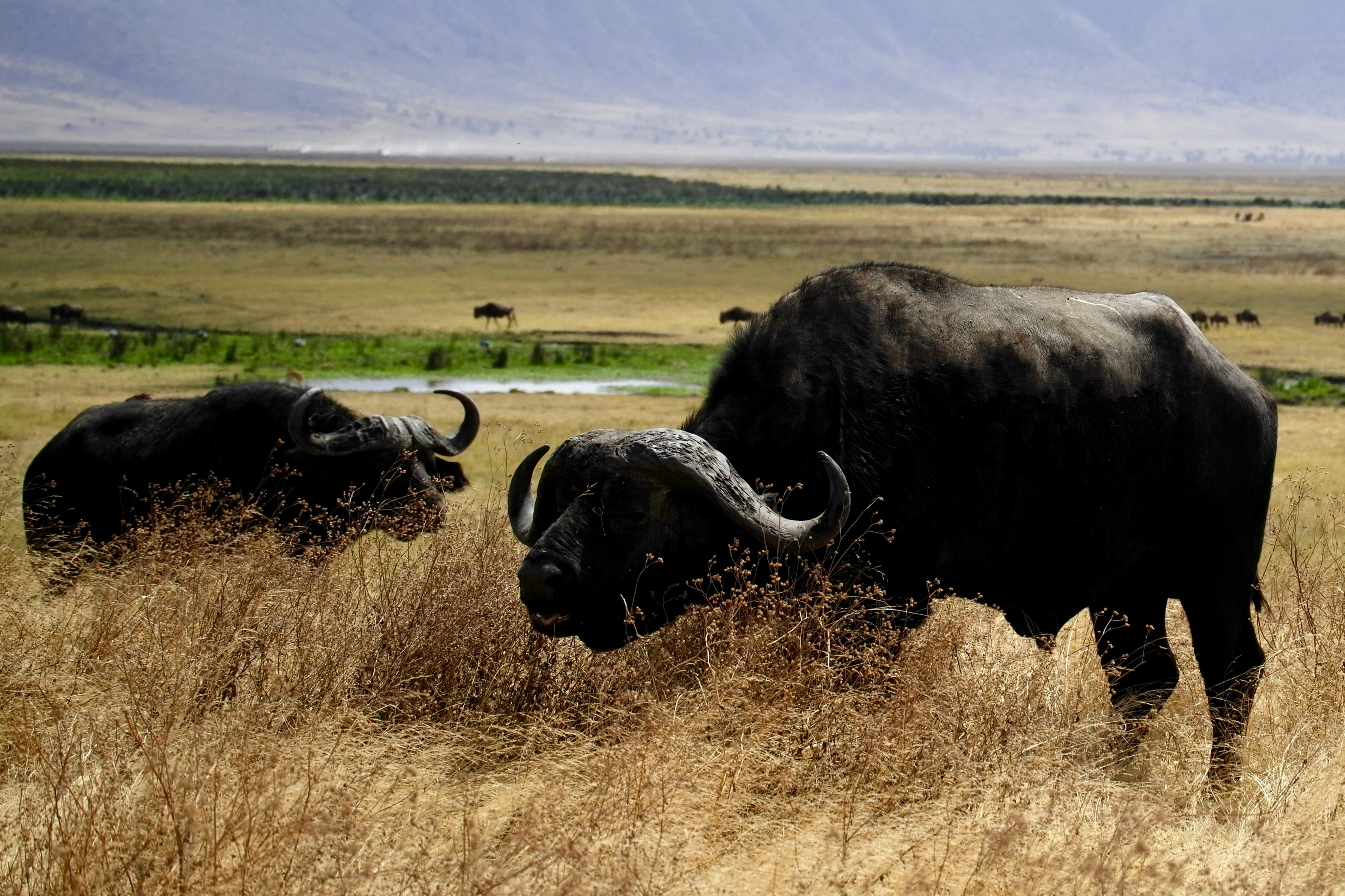 background image for - 1 Day Tanzania Sharing Safari Tour