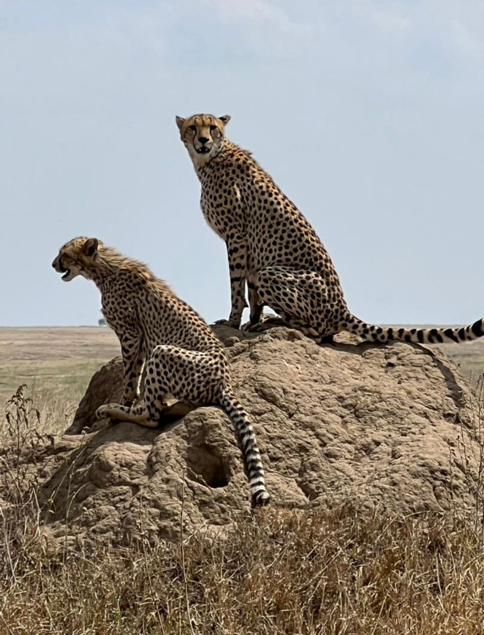 background image for - 7-Day Experience Big Five, Magical Migration In Tanzania