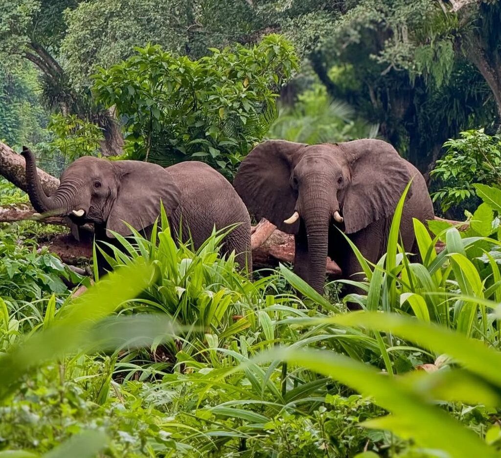Image number 1 for Ethiopia Wildlife Safari | Chebera Churchura Tour