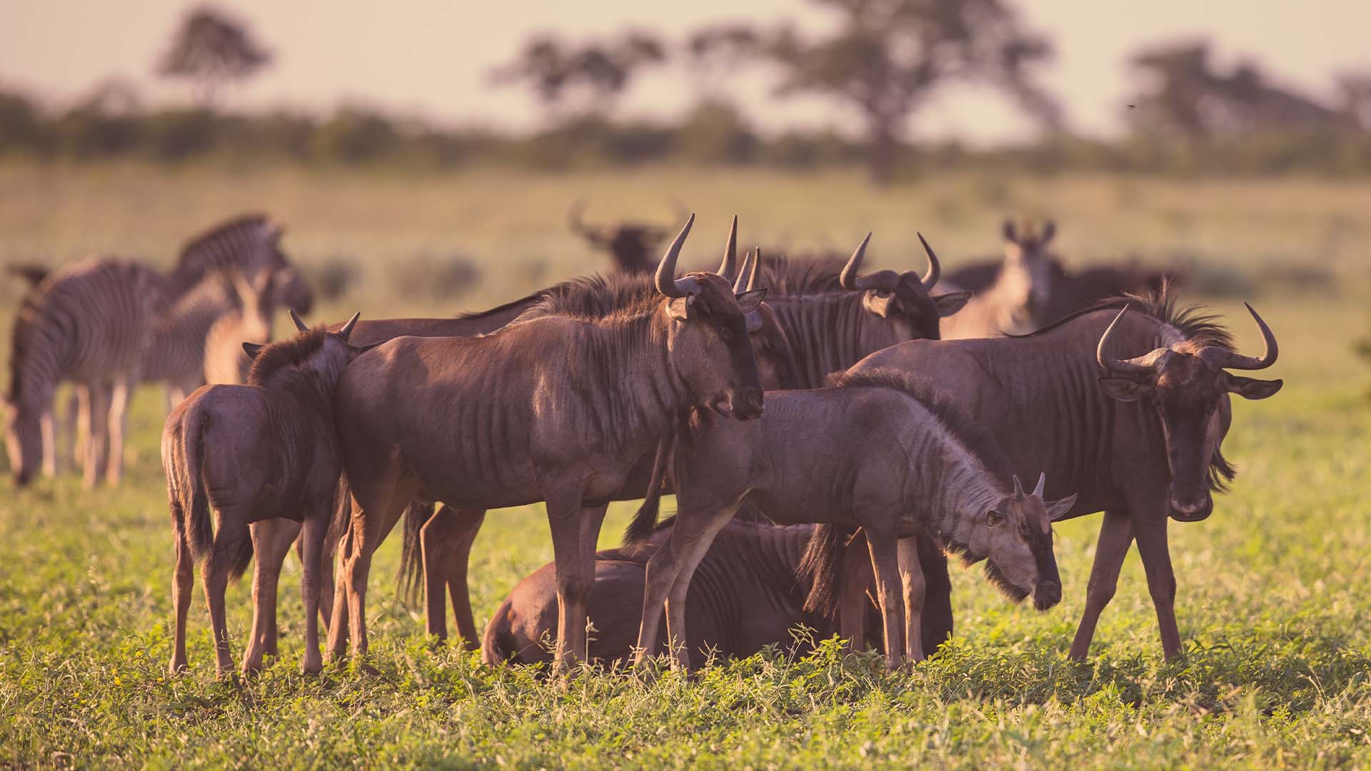 Image number 3 for 7 Days Camping Northern Zone Safari