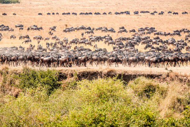 background image for - Best 6 Days Serengeti Migration Safari 