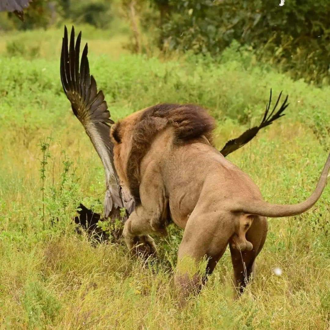 Image number 1 for Half Day Tour : Mikumi National Park From Dar-es-salaam