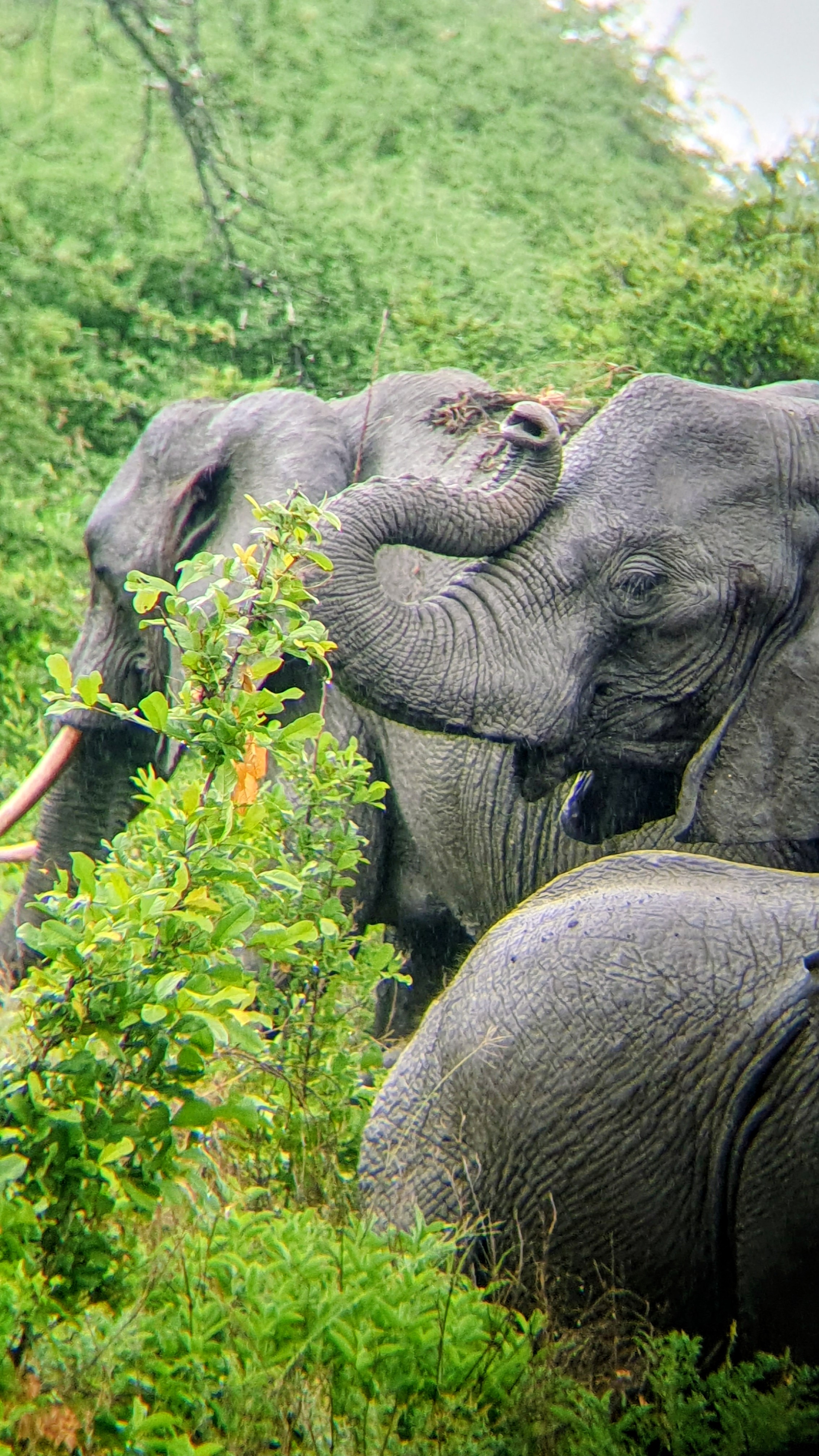 background image for - 3 Also 2 Nights Selous National Park 