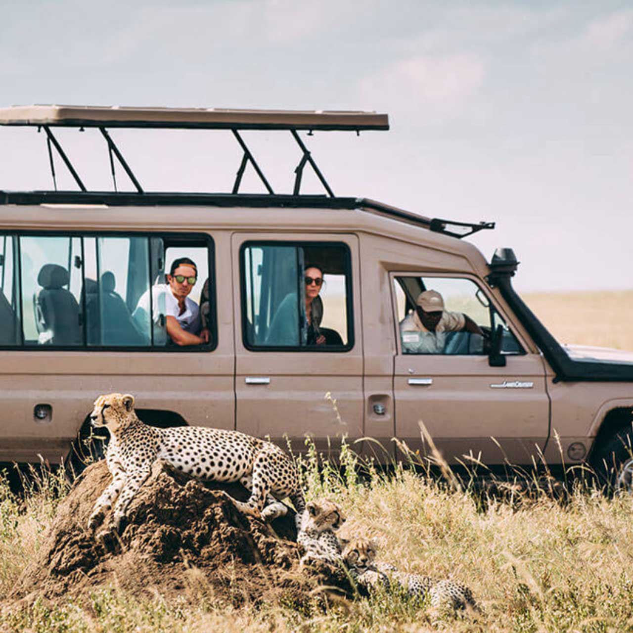 background image for - Fly In Safari To Serengeti And Fly Out 