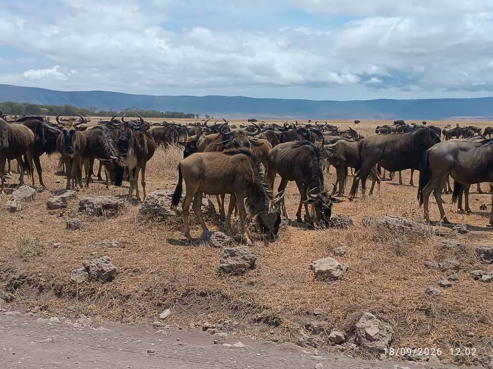 Image number 1 for Ngorongoro Crater And Serengeti National Park Tour 