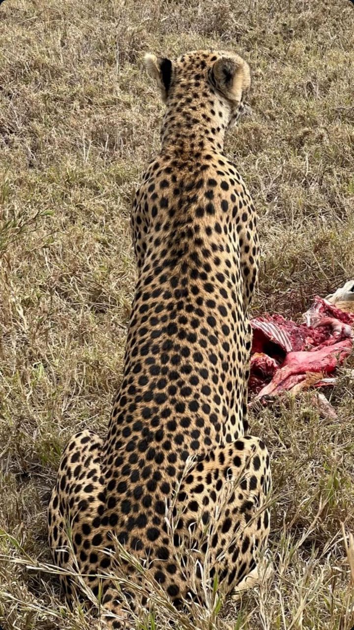Image number 2 for 7-Day Experience Big Five, Magical Migration In Tanzania