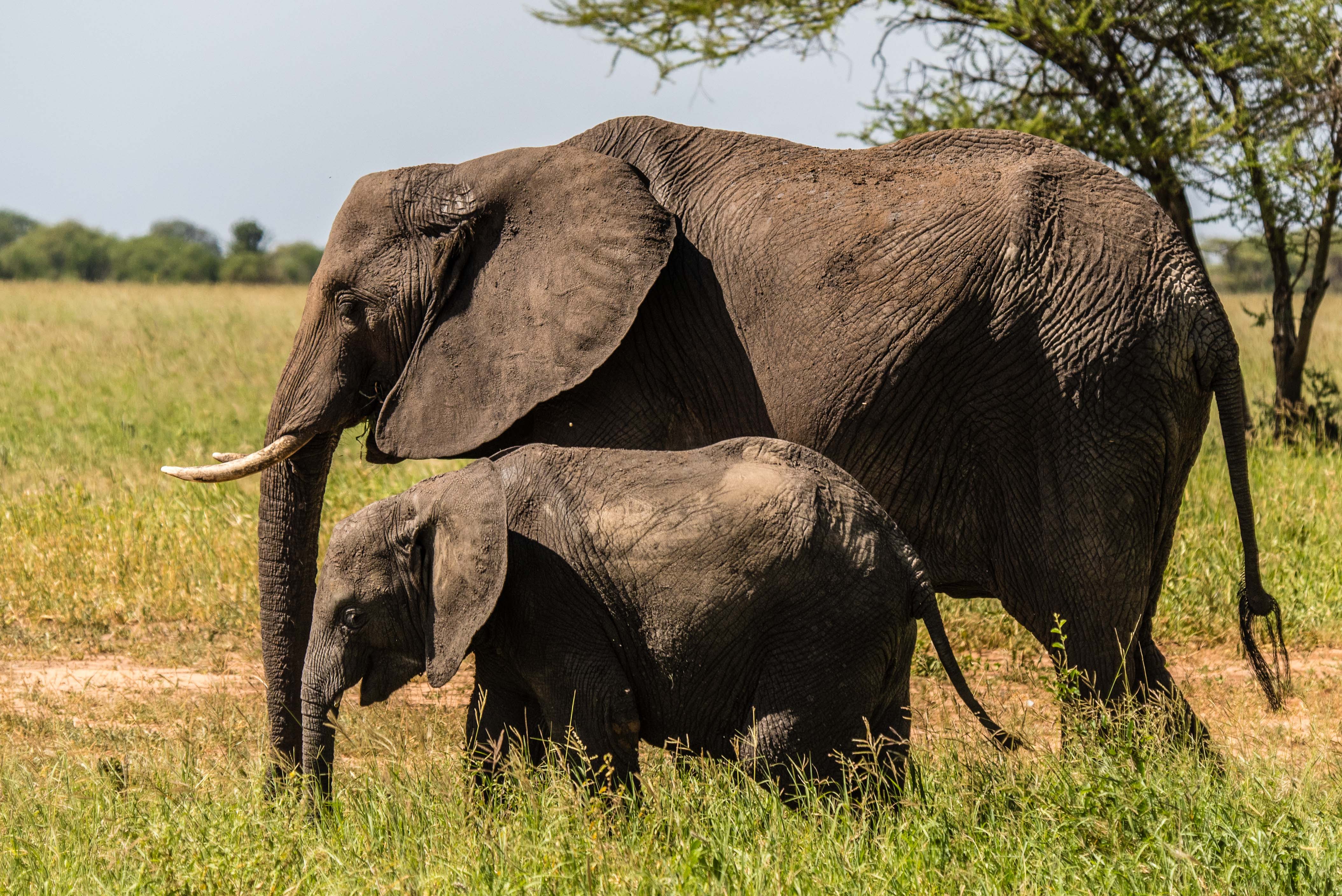 Image number 5 for Mikumi National Park Mid-range  By  Road 