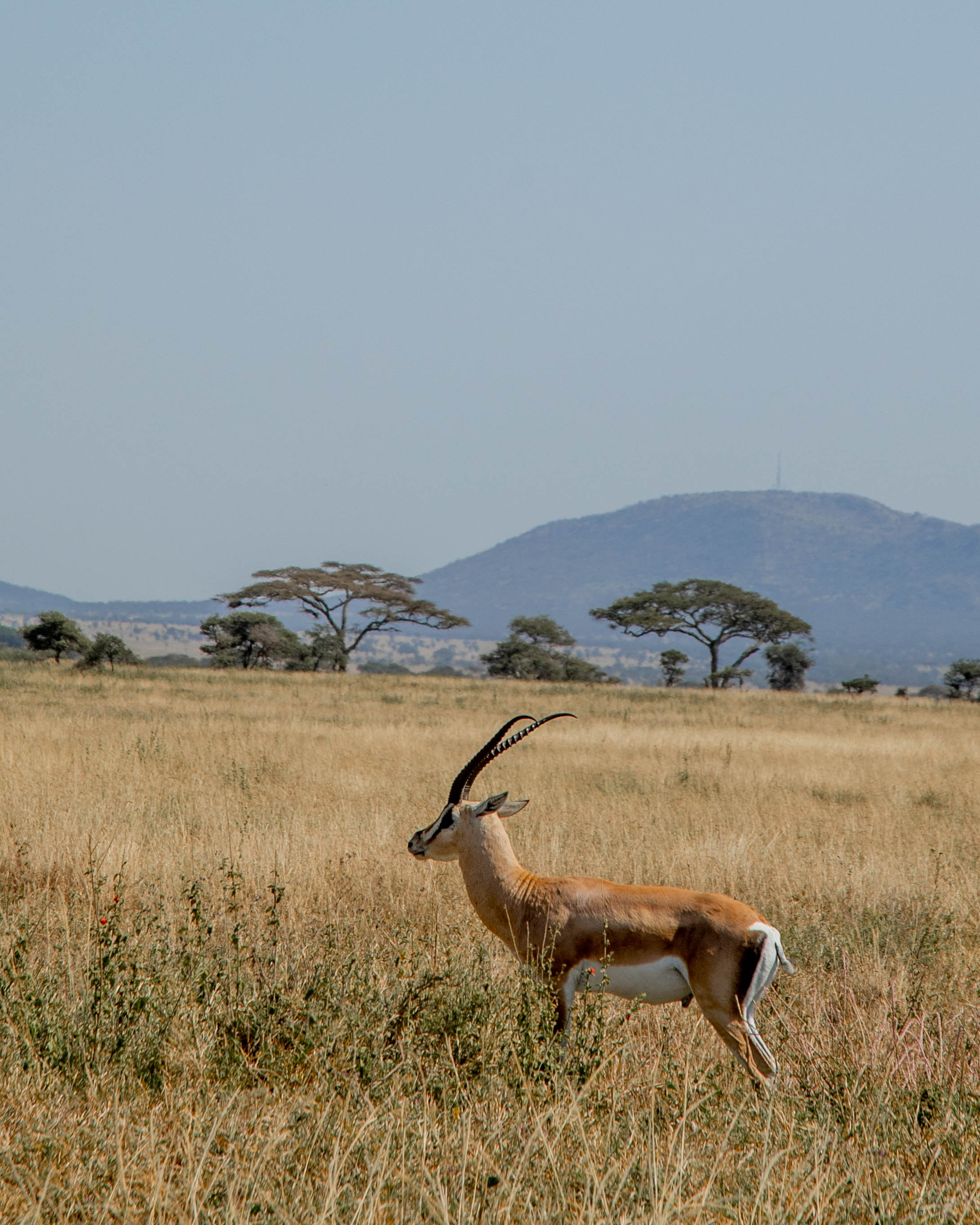 Image number 2 for 2-Day Safari From Zanzibar