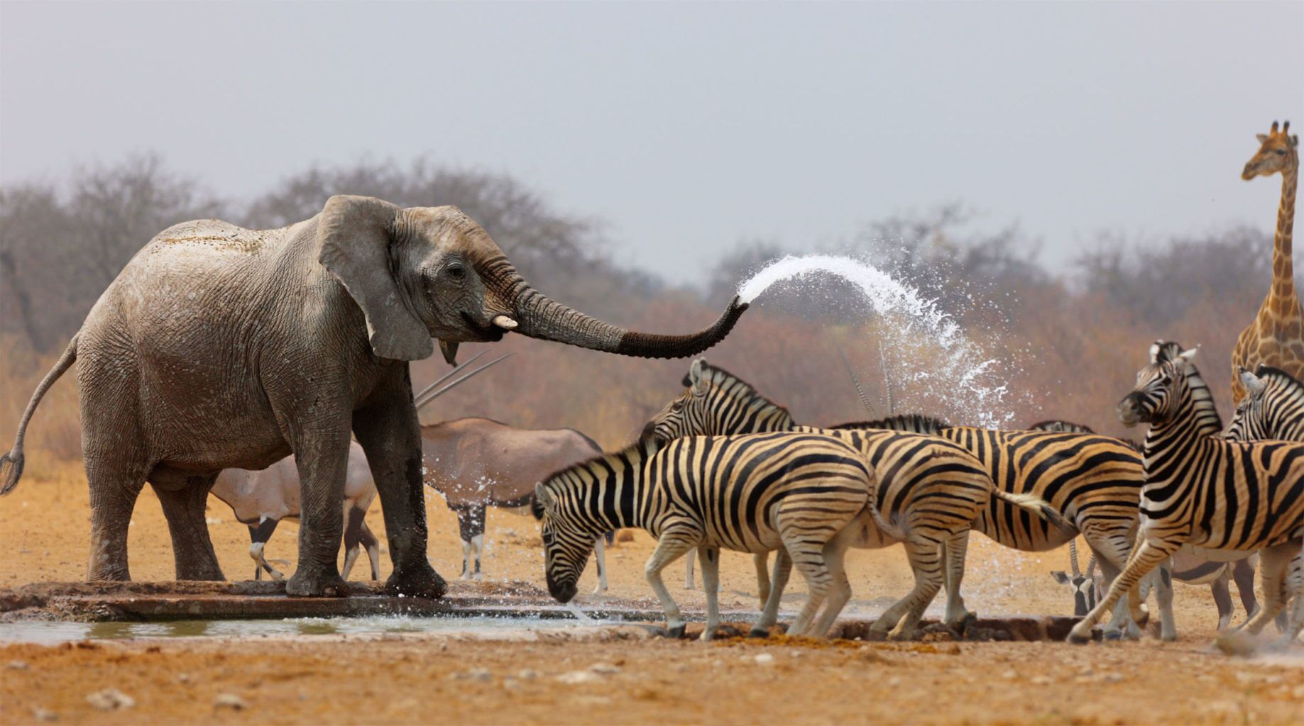 background image for - Day Camping Tanzania Safari