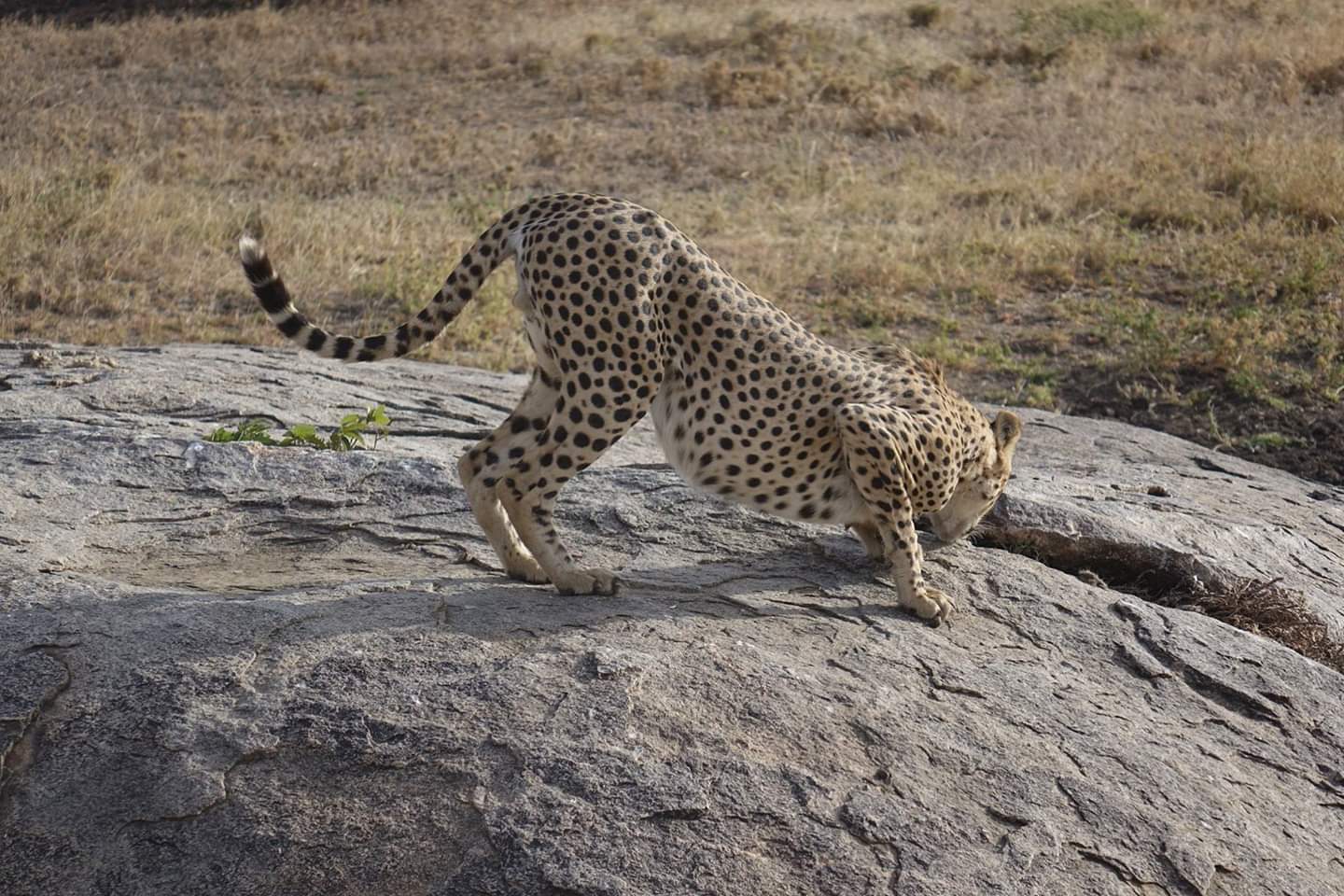 background image for - 5-Day Safari Experience