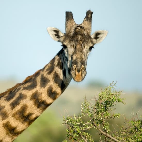 background image for - 7-Day Honeymoon In The Wilderness In Tanzania