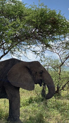 Image number 4 for Mid-range Safari, Tarangire, Serengeti, Ngorongoro
