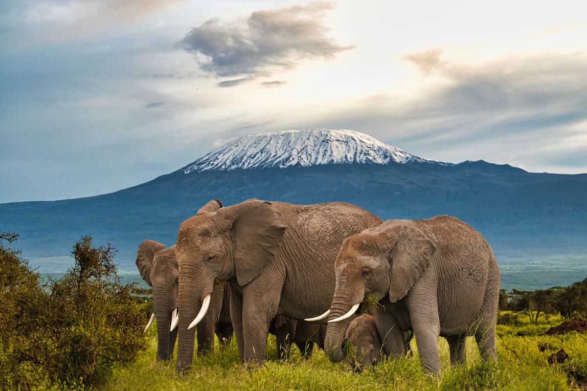 Image number 4 for Explore Tanzania And Zanzibar Safari 