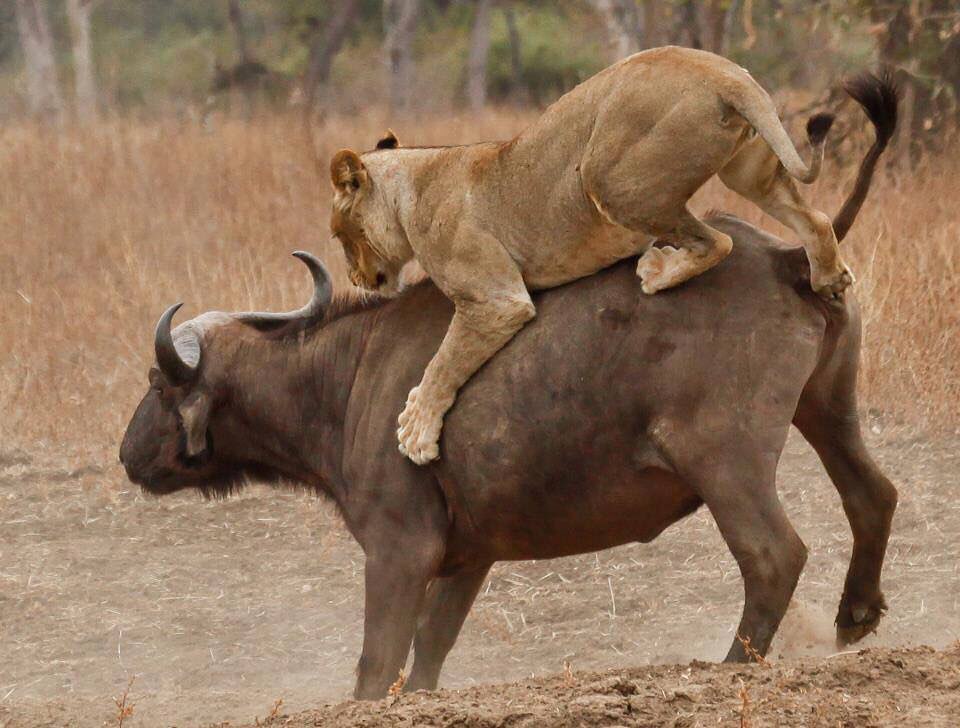 Image number 2 for 3 Day : Nyerere National Park (ex Selous Game Reserve)