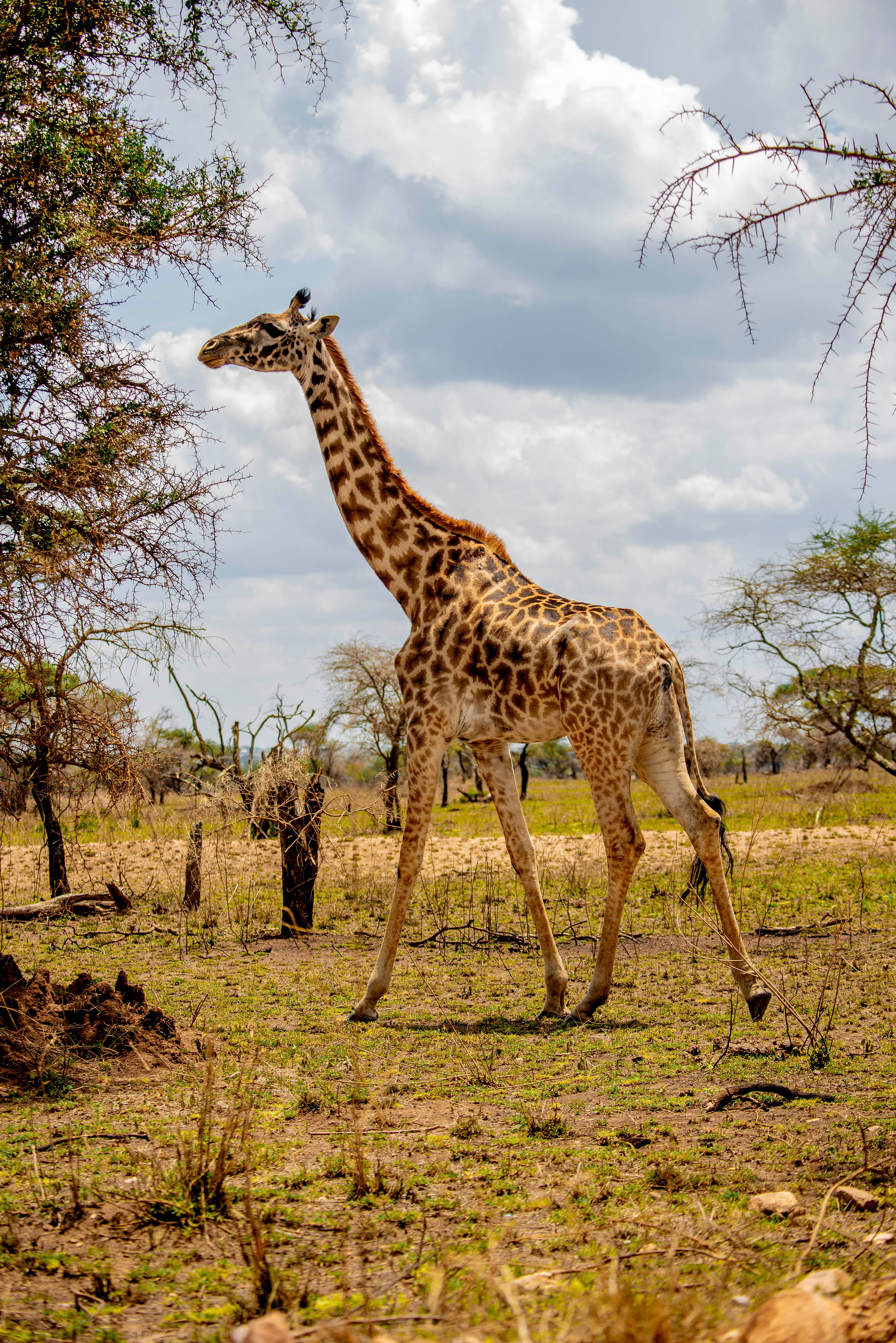 Image number 4 for Ultimate Luxury Safari