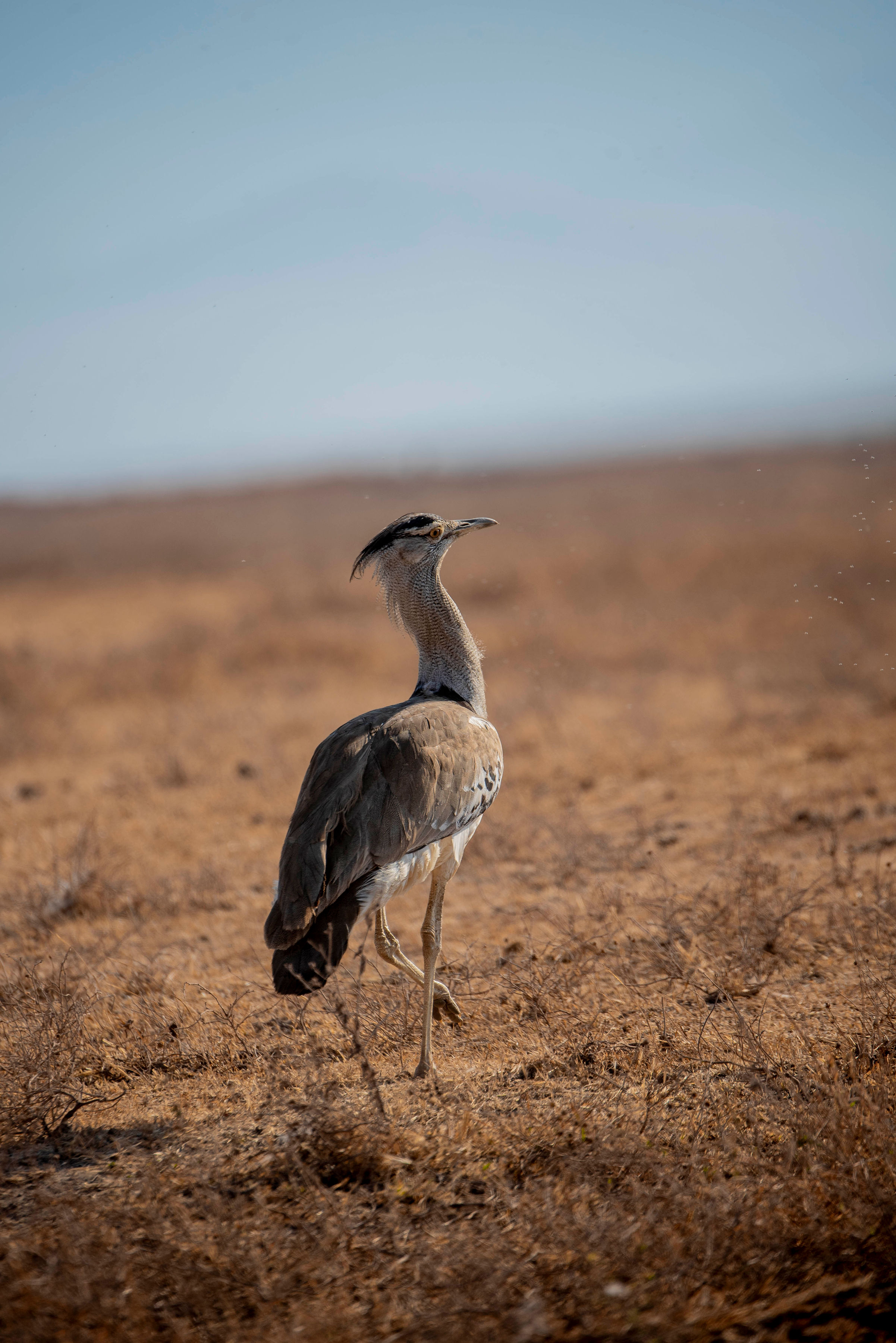 Image number 4 for The Best Of Serengeti, Ngorongoro And Tarangire