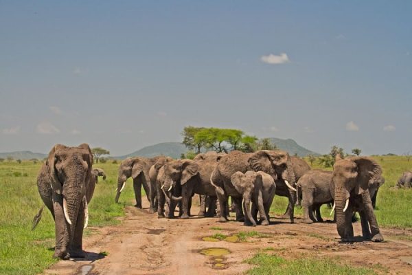 Image number 1 for 5 Days Tarangire, Serengeti & Ngorongoro Crater