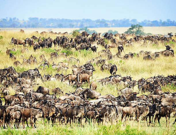 background image for - 6 Days Serengeti Migration Safari Package In Ndutu 