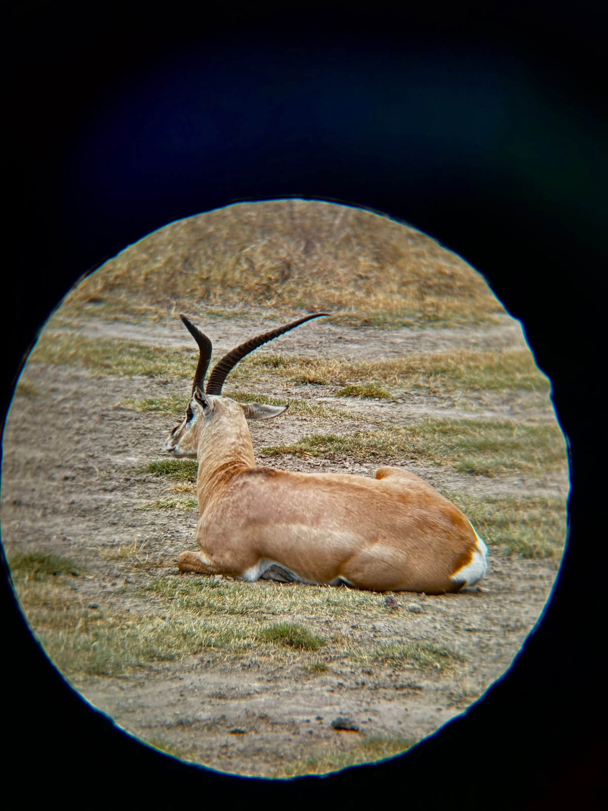 Image number 5 for  Private Safari To Northern Tanzania