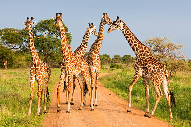 background image for - Best 8 Days Tanzania Safari From Arusha