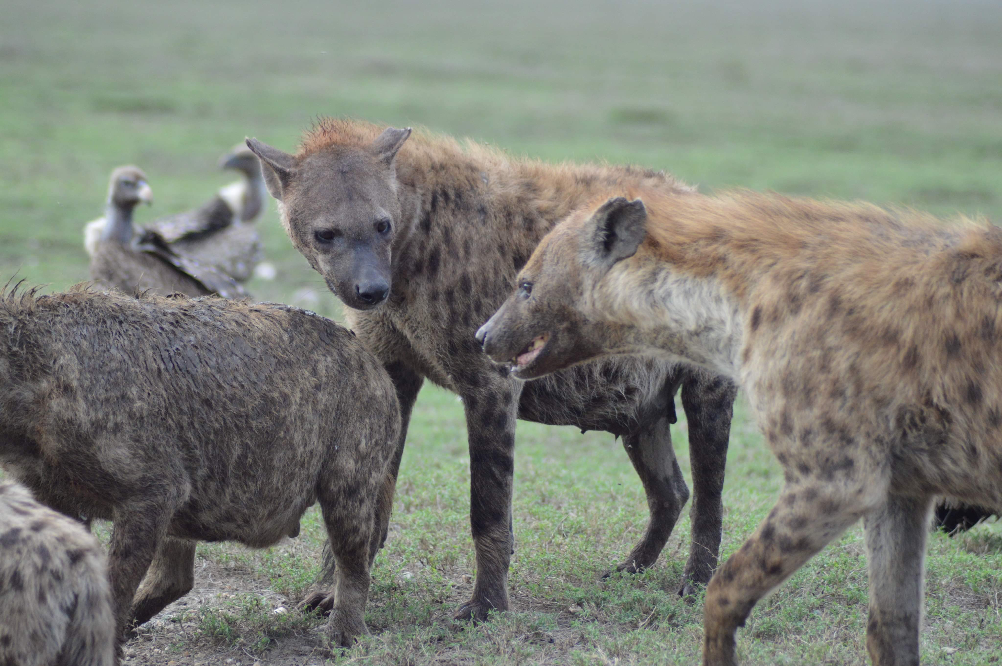 Image number 14 for 5-Day Safari Experience