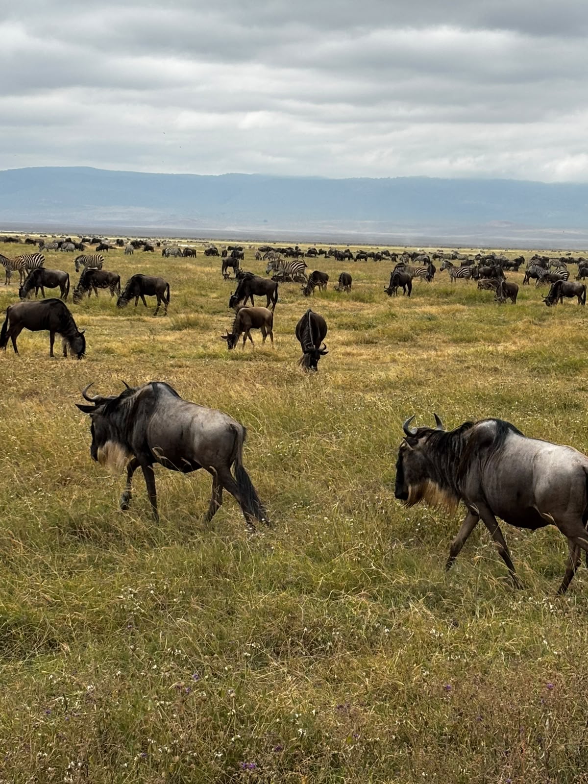 Image number 1 for Spirit&soul Of Africa (tanzania/kenya) - Mid-range