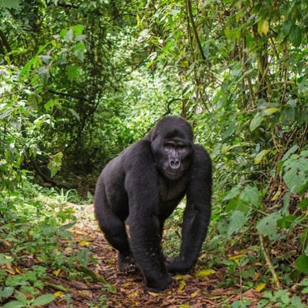 background image for - Gorillas, Chimps, Ziwa, Murchison And Queen Elizabeth