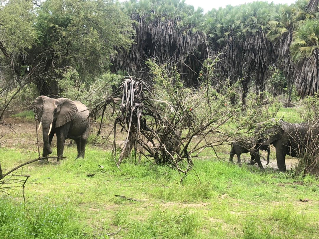 background image for - Mikumi And Udzungwa Hiking