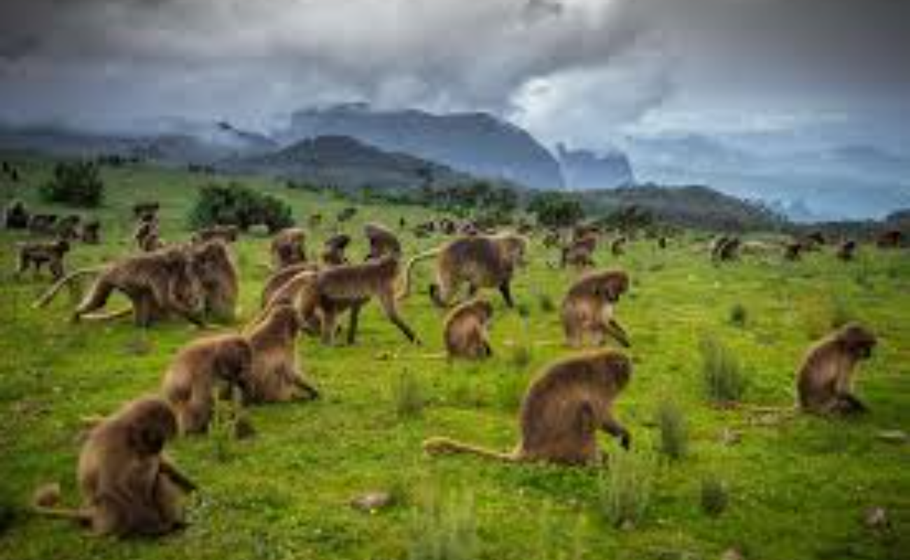 Image number 3 for 12 Days South And Norther Ethiopian Tour Beyond