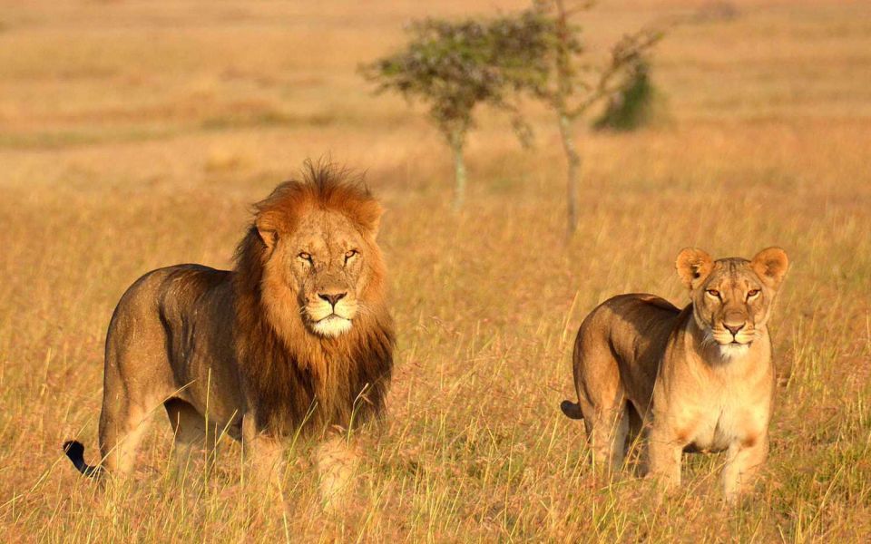 background image for - Samburu To Masai Mara: 5-Day Safari Experience