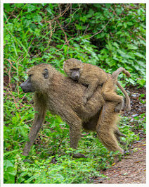 Image number 3 for Tarangire National Park Day Trip