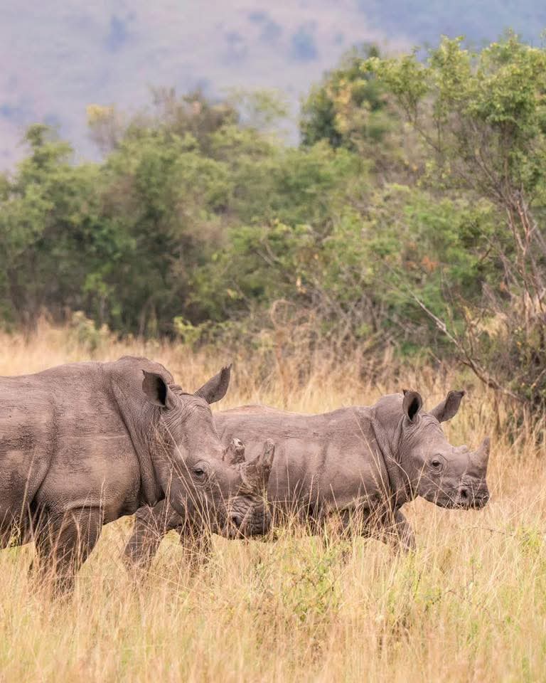 Image number 14 for Tanzania Safari: A Journey Into Africa’s Untamed Heart