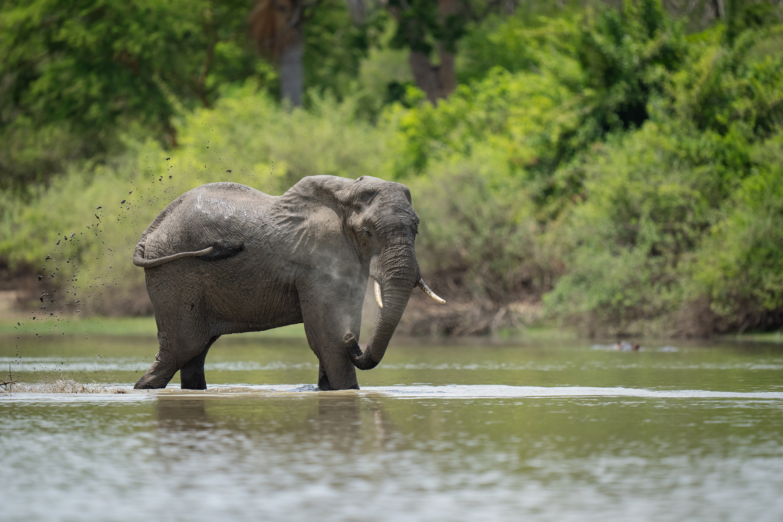 Image number 12 for 3 Day : Town Of Bagamoyo And Saadani National Park