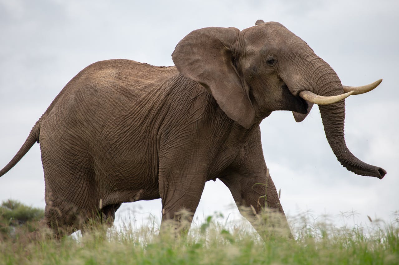 Image number 2 for 2 Days Tanzania Serengeti Safari From Zanzibar