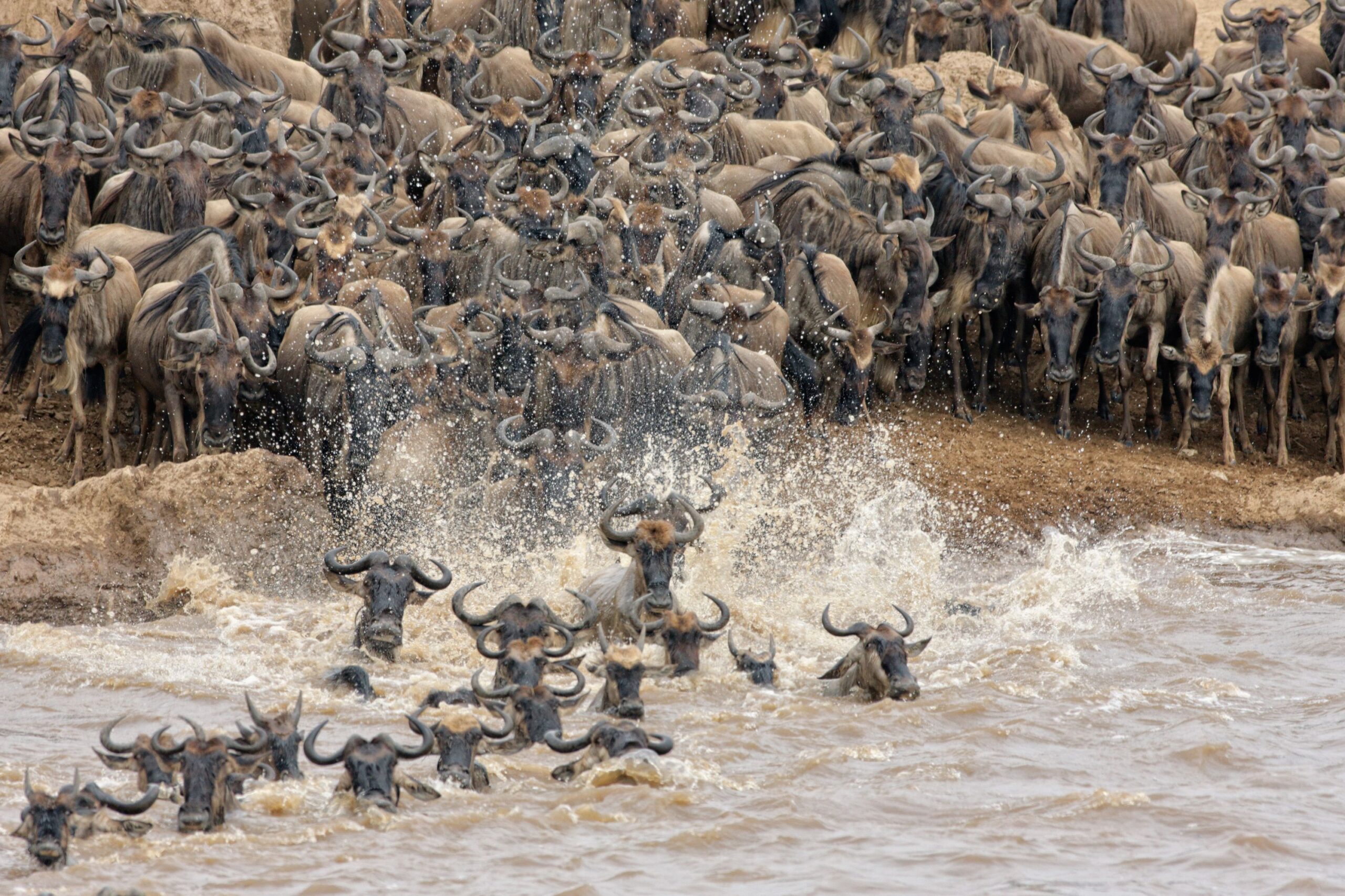 Image number 1 for High-end North Migration Game Package Safari