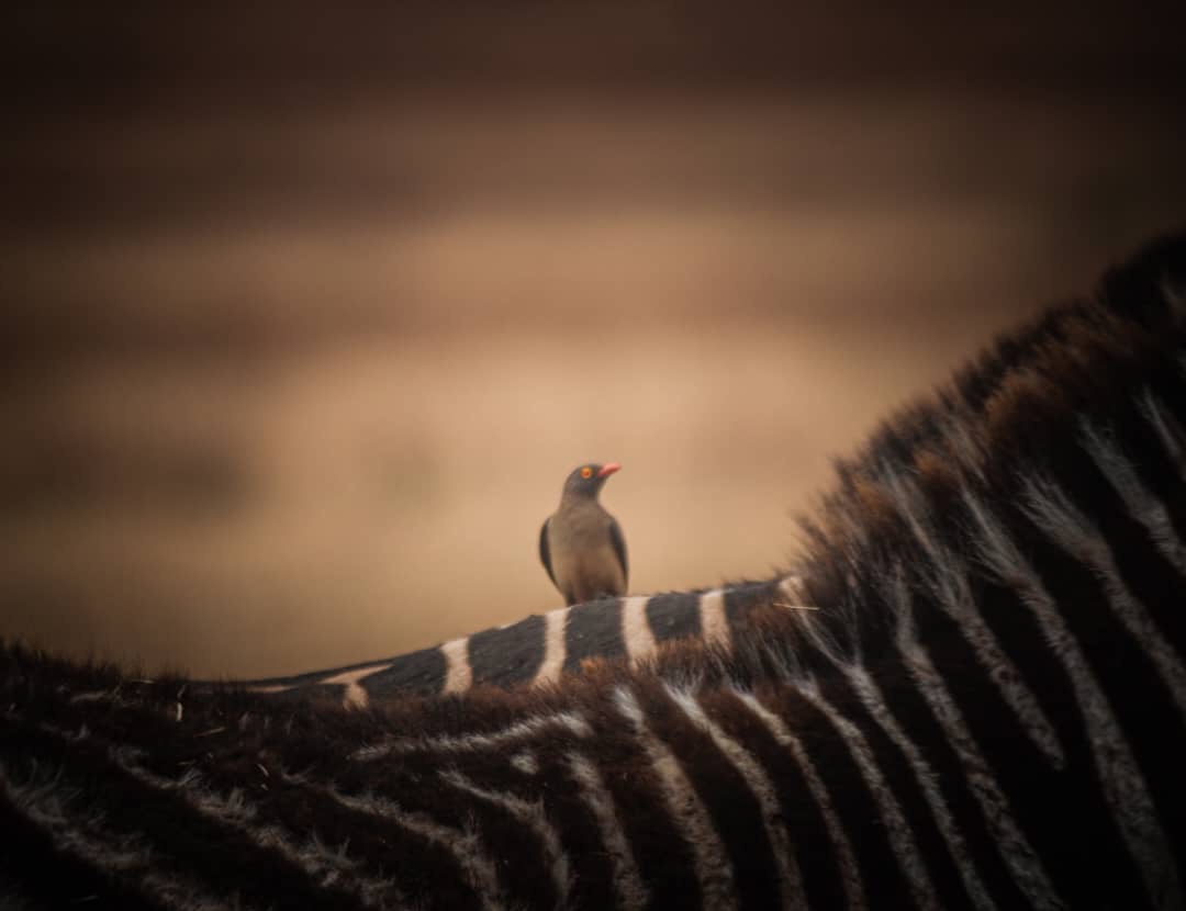 Image number 3 for 3-Day Serengeti & Ngorongoro Safari